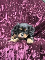 Akc Bella , a female Cavalier King Charles Spaniel for sale in Miami, FL – 4 of 7