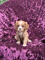 Akc red, a female Cavalier King Charles Spaniel for sale in Miami, FL – 5 of 5