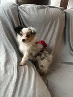 Rain *toy, a female Toy Australian Shepherd for sale in Milwaukee, WI – Photo 3 of 4