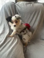 Rain *toy, a female Toy Australian Shepherd for sale in Milwaukee, WI – Photo 1 of 4