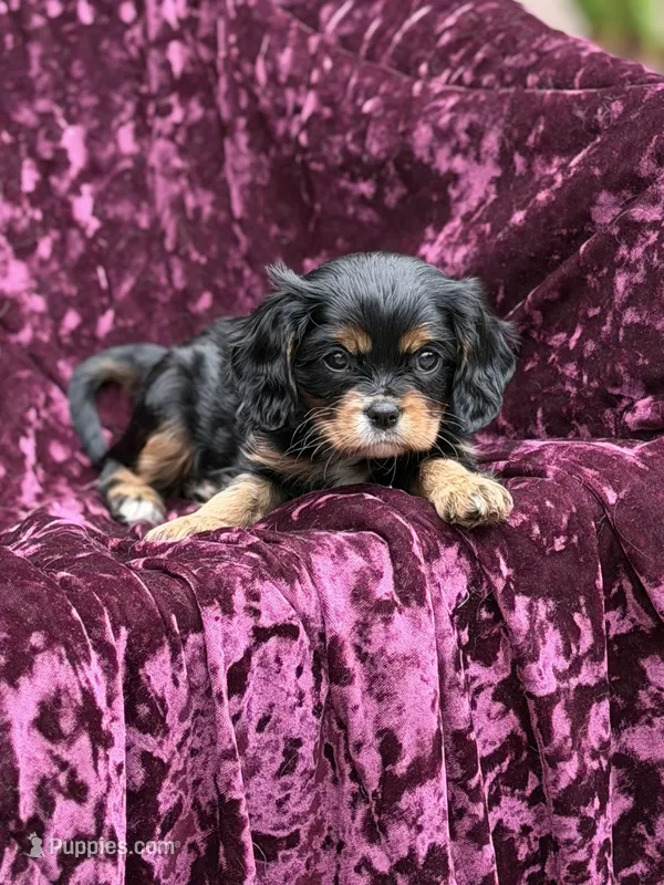 Akc Bella  – Cavalier King Charles Spaniel puppy for sale in Miami, FL