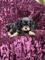 Akc Bella , a female Cavalier King Charles Spaniel for sale in Miami, FL – 1 of 7