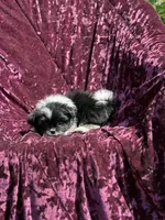 Kitty *toy size, a female Pomeranian and Shih Tzu for sale in Miami, FL – 6 of 6