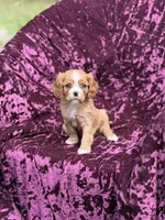 Akc red, a female Cavalier King Charles Spaniel for sale in Miami, FL – 4 of 5