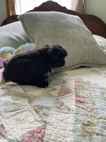 Rover *tiny, a male Shih Tzu for sale in Appleton, WI – Photo 4 of 4