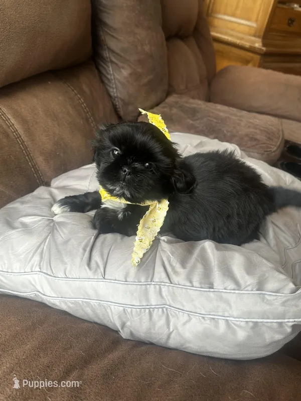 Rover *tiny – Shih Tzu puppy for sale in Appleton, WI