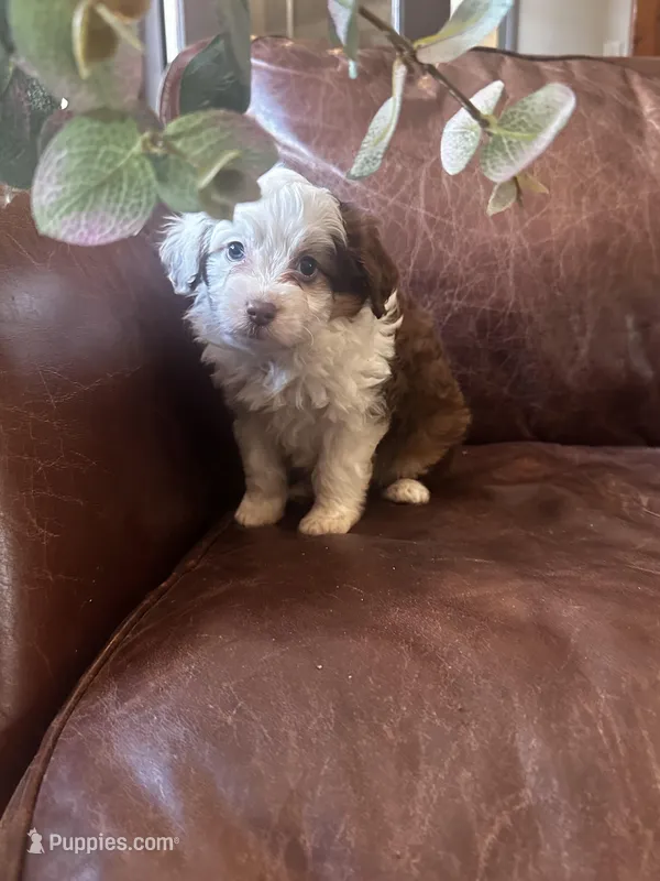 Lilly blue eyes – Miniature Aussiedoodle puppy for sale in Milwaukee, WI