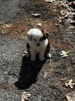 Lilly blue eyes, a female Miniature Aussiedoodle for sale in Appleton, WI – Photo 6 of 6