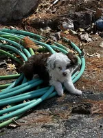 Lilly blue eyes, a female Miniature Aussiedoodle for sale in Appleton, WI – Photo 5 of 6