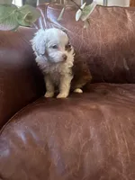 Lilly blue eyes, a female Miniature Aussiedoodle for sale in Appleton, WI – Photo 2 of 6
