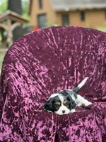 Akc lilly, a female Cavalier King Charles Spaniel for sale in Miami, FL – 4 of 6