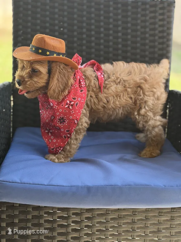 Woody – Cavapoo puppy for sale in Conroe, TX