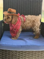 Woody, a male Cavapoo for sale in Conroe, TX – 1 of 6