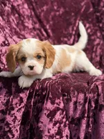 Akc Steve , a male Cavalier King Charles Spaniel for sale in Miami, FL – 5 of 7