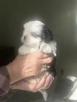 Lily blue eye, a female Shih Tzu for sale in Green Bay, WI – 4 of 8