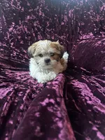 Rose, a female Shih Tzu for sale in Milwaukee, WI – Photo 6 of 6