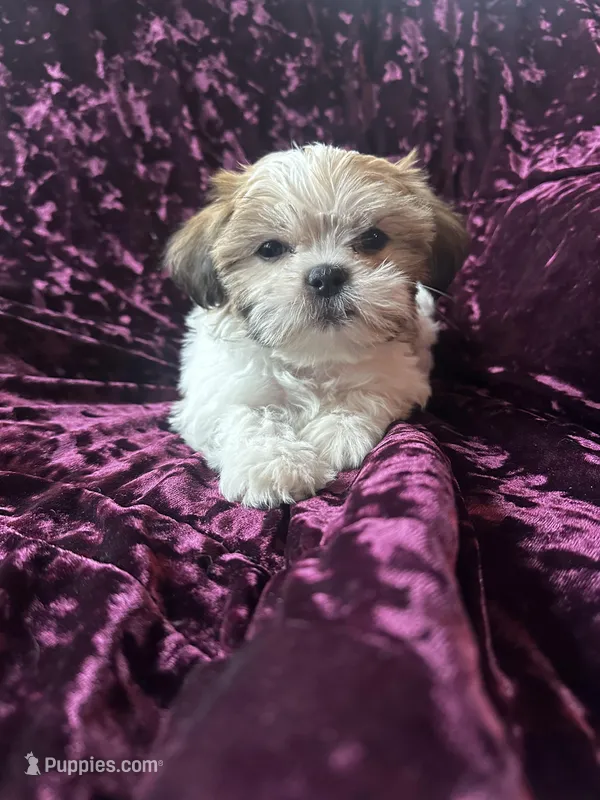 Rose – Shih Tzu puppy for sale in Milwaukee, WI