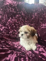 Rose, a female Shih Tzu for sale in Milwaukee, WI – Photo 2 of 6