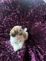 Rose, a female Shih Tzu for sale in Milwaukee, WI – Photo 4 of 6