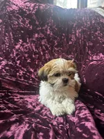 Rose, a female Shih Tzu for sale in Milwaukee, WI – Photo 3 of 6