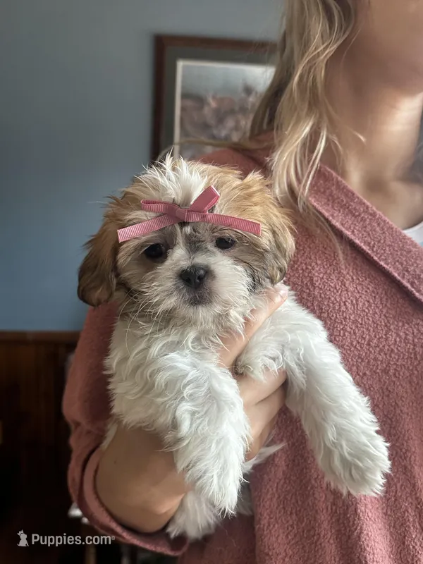 Rose – Shih Tzu puppy for sale in Milwaukee, WI