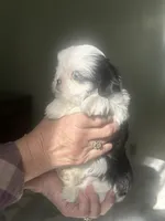 Lily blue eye, a female Shih Tzu for sale in Green Bay, WI – 5 of 8