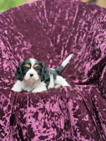 Akc lilly, a female Cavalier King Charles Spaniel for sale in Miami, FL – 5 of 6