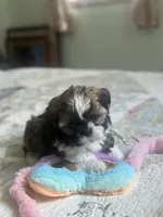 Baby *akc, a female Shih Tzu for sale in Manitowoc, WI – 2 of 6