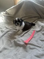 Baby *akc, a female Shih Tzu for sale in Appleton, WI – Photo 5 of 6