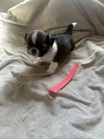 Baby *akc, a female Shih Tzu for sale in Appleton, WI – Photo 6 of 6