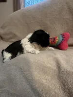 Kitty *tiny, a female Shih Tzu for sale in Appleton, WI – Photo 5 of 6