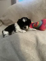 Kitty *tiny, a female Shih Tzu for sale in Appleton, WI – Photo 6 of 6