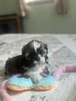 Baby *akc, a female Shih Tzu for sale in Manitowoc, WI – 4 of 6