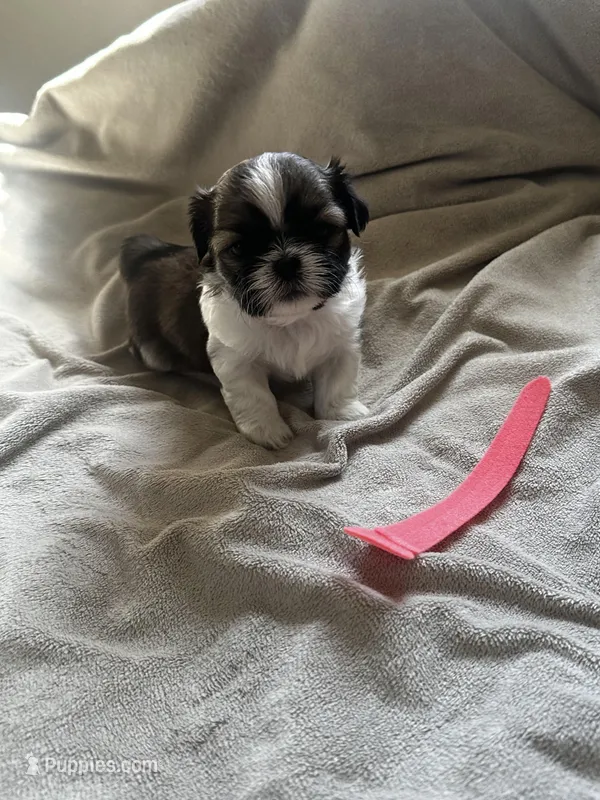 Baby *akc, a female Shih Tzu for sale in Appleton, WI – Photo 1 of 6