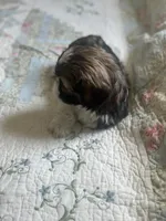 Baby *akc, a female Shih Tzu for sale in Manitowoc, WI – 5 of 6