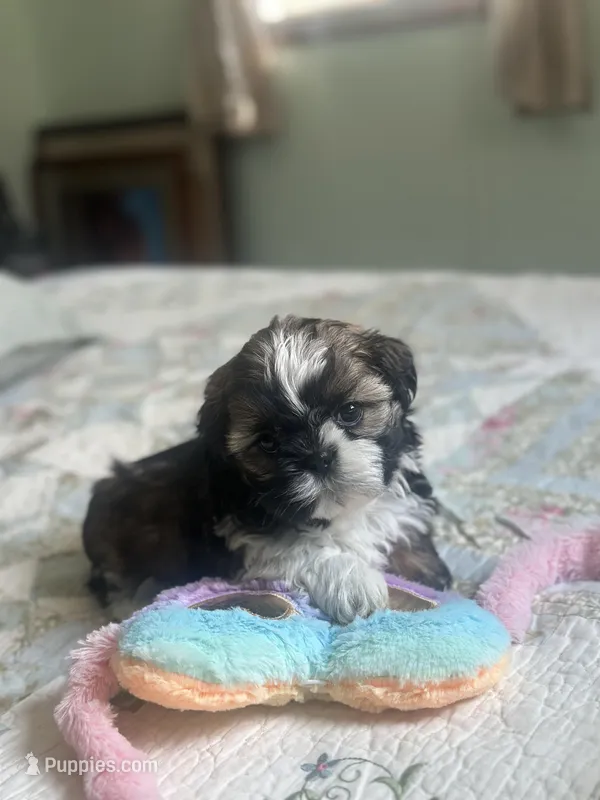 Baby *akc – Shih Tzu puppy for sale in Manitowoc, WI