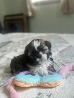 Baby *akc, a female Shih Tzu for sale in Manitowoc, WI – 1 of 6