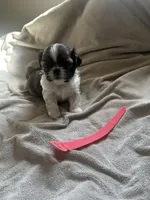 Baby *akc, a female Shih Tzu for sale in Appleton, WI – Photo 2 of 6