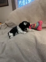 Kitty *tiny, a female Shih Tzu for sale in Appleton, WI – Photo 2 of 6