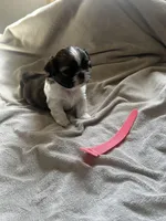 Baby *akc, a female Shih Tzu for sale in Appleton, WI – Photo 3 of 6