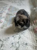 Baby *akc, a female Shih Tzu for sale in Manitowoc, WI – 6 of 6