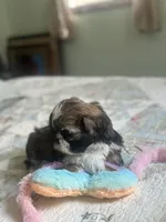 Baby *akc, a female Shih Tzu for sale in Manitowoc, WI – 3 of 6