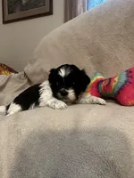 Kitty *tiny, a female Shih Tzu for sale in Appleton, WI – Photo 4 of 6