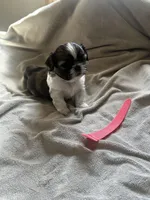 Baby *akc, a female Shih Tzu for sale in Appleton, WI – Photo 4 of 6