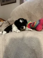 Kitty *tiny, a female Shih Tzu for sale in Appleton, WI – Photo 3 of 6