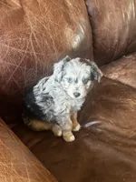 Mr Blue eyes *tiny, a male Miniature Aussiedoodle for sale in Milwaukee, WI – Photo 2 of 10