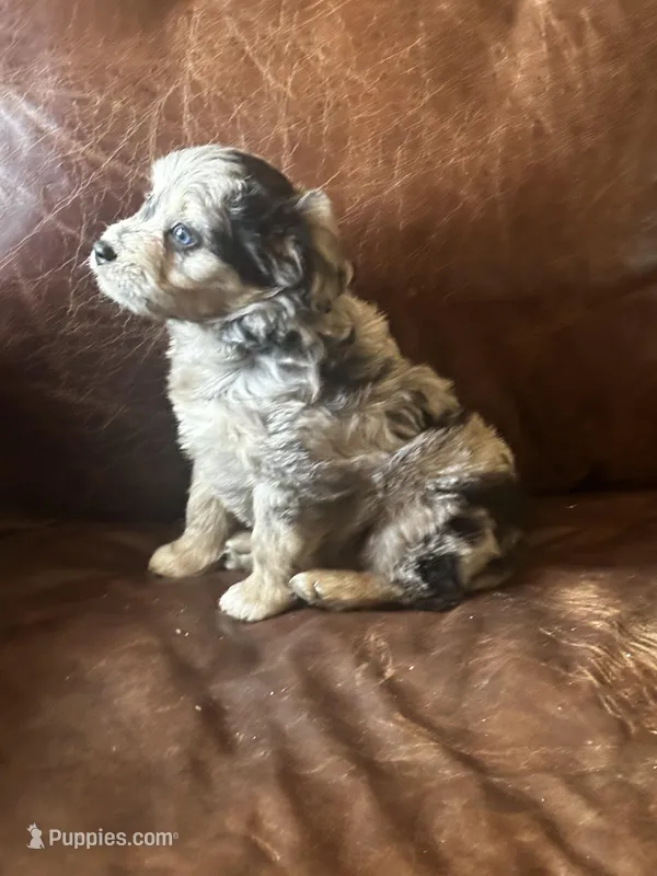 Mr Blue eyes *tiny – Miniature Aussiedoodle puppy for sale in Milwaukee, WI