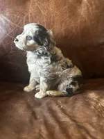 Mr Blue eyes *tiny, a male Miniature Aussiedoodle for sale in Milwaukee, WI – Photo 1 of 10