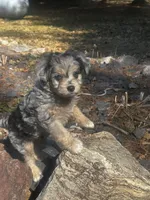 Mr Blue eyes *tiny, a male Miniature Aussiedoodle for sale in Milwaukee, WI – Photo 3 of 10