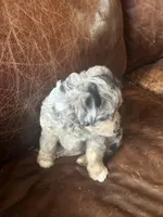 Mr Blue eyes *tiny, a male Miniature Aussiedoodle for sale in Milwaukee, WI – Photo 7 of 10